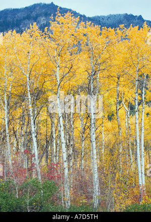 Espe Bäume im Herbst Farbe Washington Kaskaden USA Stockfoto