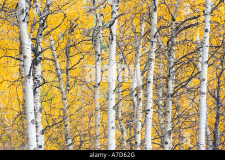 Espe Bäume im Herbst Farbe Washington Kaskaden USA Stockfoto