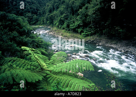 Waioeka Fluss Farn Waioeka Gorge östlichen Bay of Plenty New Zealand Stockfoto