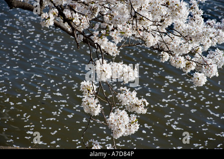 Kirschblüten, Blütenblätter, Blumen von einem Kirschbaum Yoshino fallen in den Gewässern des Tidal Basin in Washington DC. Stockfoto