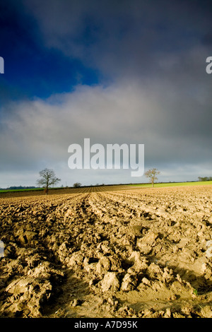 Sturm Wolken über Acker und landwirtschaftliche verschneide in ländlichen Essex im winter Stockfoto