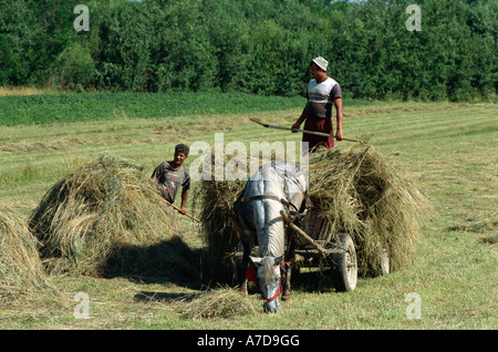 Ländliche Szene, Männer laden Heu auf Wagen Stockfoto