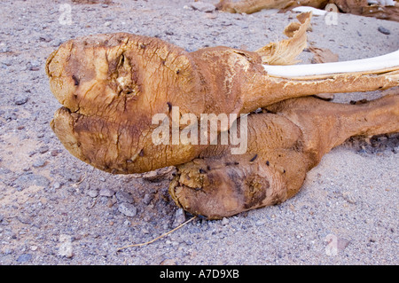 Tote Kamel in der Wüste Stockfoto