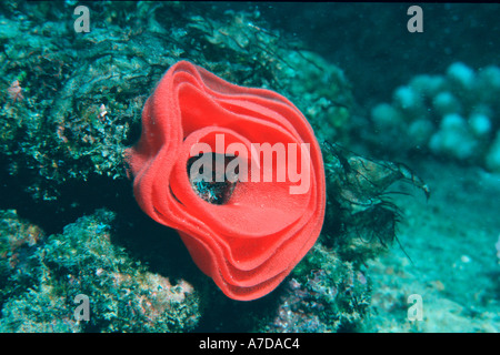 Ei-Masse der spanische Tänzerin Hexabranchus Sanguineus Pupukea Oahu Hawaii N Pazifik Stockfoto