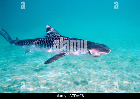 Pup Tigerhai Galeocerdo Cuvier Oahu Hawaii N Pazifik Stockfoto