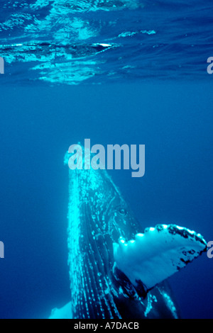 Buckelwal Impressionen Novaeangliae Pazifik Stockfoto