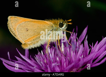 Einen schmuddeligen Skipper Schmetterling auf einer Flockenblume Blüte in einem traditionellen Dorset Wiese, England, UK Stockfoto