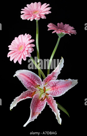 Rosa Blumen auf schwarz Stockfoto