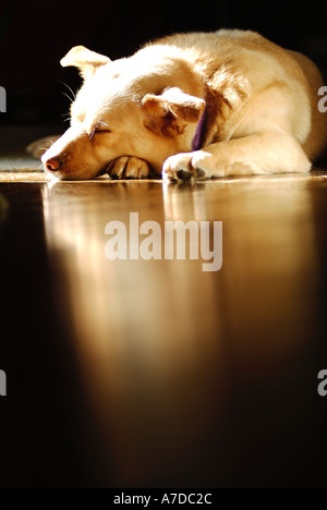 Hund in der Sonne ausruhen Stockfoto