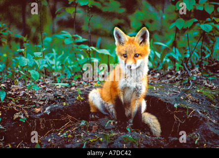 Red Fox Kit an Den Lake County Illinois Stockfoto