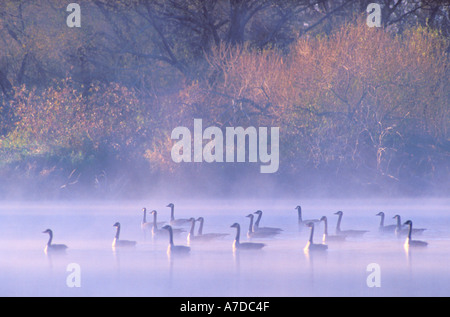 Kanadagänse an einem nebligen Morgen auf dem Fox River Kette O Lakes State Park Illinois Stockfoto