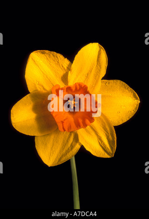 Frühling Narzissen England 2 Stockfoto