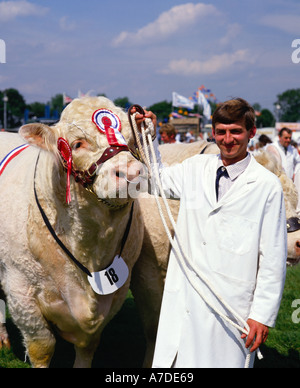 Preis Charolais Bullen Kent County zeigen, England Stockfoto