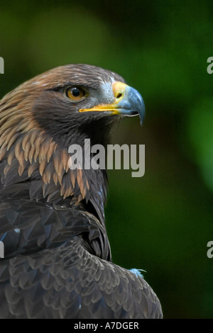 Europaeischer Seeadler Haliaeetus Horste White tailed Eagle Europa Europa Stockfoto