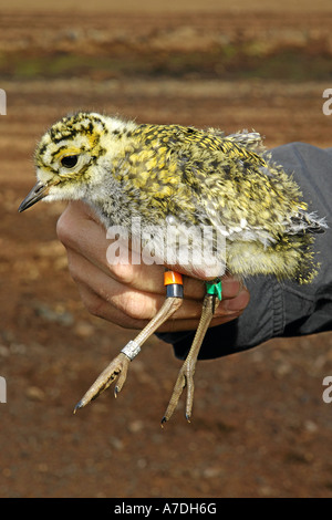 Golden Plover Goldregenpfeifer Pluvialis Apricaria Goldregenpfeifer in der Esterweger Dosis Küken Kueken junge jungvogel Stockfoto