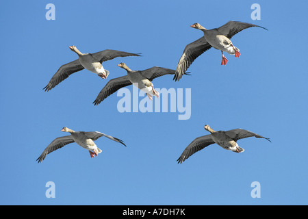 Graugans Graugaense Anser Anser grauen Verzögerung Gans Gänse Graylag Gans Europa europa Stockfoto