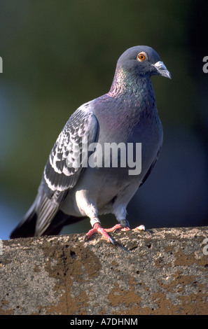 Hohltaube Columba Oenas Hohltaube Europa Europa Stockfoto