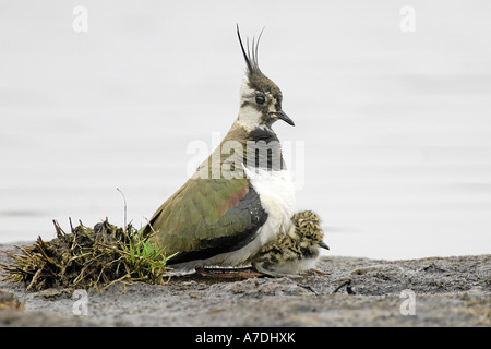 Kiebitz Vanellus Vanellus Mit Küken Hudernd Im Brutkleid bin Ufer Stehend Im Moor Prachtkleid Federschopf Jungvögel Stockfoto