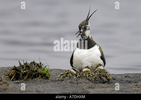 Kiebitz Vanellus Vanellus Mit Küken Hudernd Im Brutkleid bin Ufer Stehend Im Moor Prachtkleid Federschopf Jungvögel Stockfoto