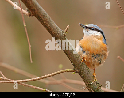 Kleiber Sitta Europaea Kleiber eurasischen Europa Europa Mitteleuropa Stockfoto