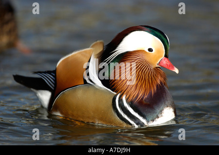 Mandarinenente Madarin Ente Drake Aix galericulata Stockfoto