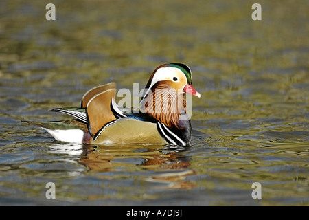 Mandarinenente Madarin Ente Drake Aix galericulata Stockfoto