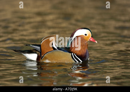 Mandarinenente Madarin Ente Drake Aix galericulata Stockfoto