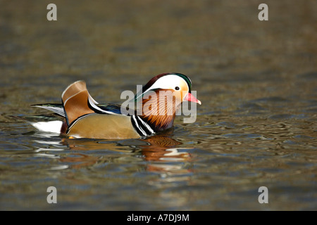 Mandarinenente Madarin Ente Drake Aix galericulata Stockfoto