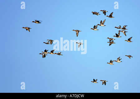 Pfeifenten Anas Penelope Eurasian Wigeon Europa Europa Stockfoto