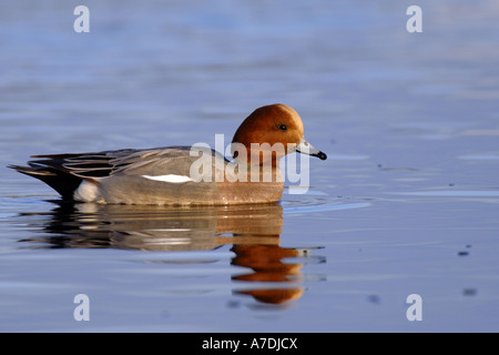 Pfeifenten Anas Penelope Eurasian Wigeon Europa Europa Stockfoto