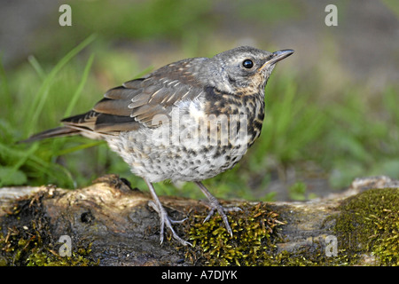 Wacholderdrossel Turdus Pilaris Wacholderdrossel Krummetvogel Stockfoto