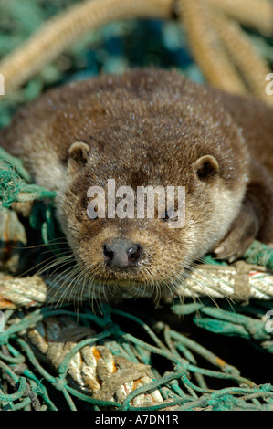 Otter Mallaig Hafen Inverness-Shire Highland Region Schottland, Vereinigtes Königreich Stockfoto