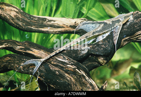 Panama Sturisoma, königliche Whiptail, royal Farowella (Sturisoma Panamense) Stockfoto