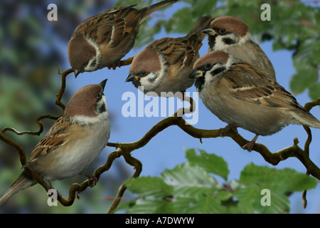 Eurasische Baum-Spatz (Passer Montanus), strömen in einem Baum Stockfoto