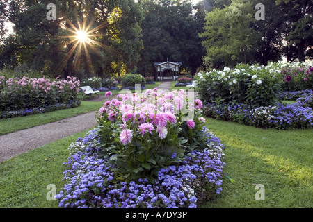 Georgina (Dahlia spec.), Garten, Dahlien, Deutschland, Baden-Württemberg, Baden-Baden Stockfoto