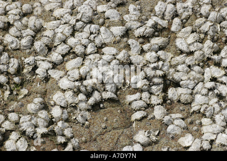 gemeinsamen Oyster, flache Auster, Europäische flache Auster (Ostrea Edulis), Austern am Rock, Frankreich, Bretagne, Loire-Atlantique Stockfoto