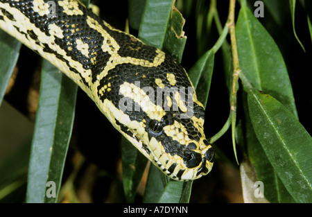 Teppich-Python (Morelia Spilota Variegata, Morelia Spilotes Variegata), Porträt Stockfoto