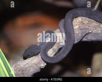 Mangrove-Viper (Trimeresurus Purpureomaculatus) Stockfoto