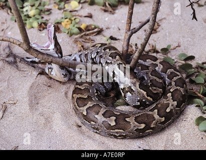 Burmesischen Python, Indian Python (Python aus), am Strand, Sri Lanka Stockfoto