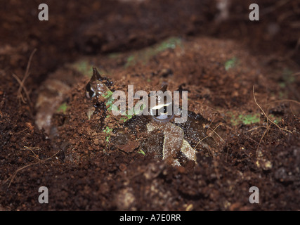 argentinische gehörnten Pacman Frog, Nightcrawler, Night Crawler, reich verzierten gehörnten Frosch, Frosch, verzierten gehörnte Kröte, Escuerzo (Ceratophrys Stockfoto