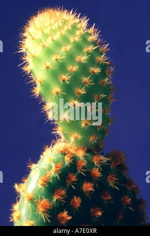 Kuh Blinder, Bunny Ears, Polka Dot Kaktus, Blind Feigenkaktus (Opuntia Microdasys var Rufida, Opuntia Rufida) Stockfoto