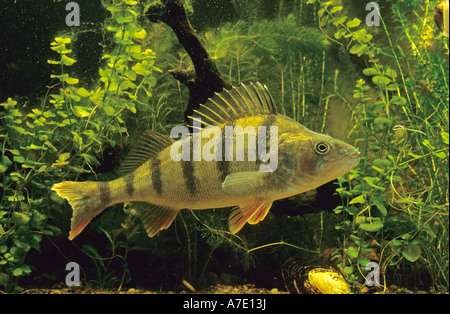 Barsch (Percha Fluviatilis) Stockfoto