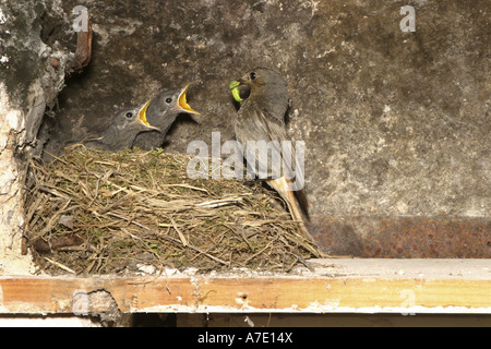 Hausrotschwanz (Phoenicurus Ochruros), weibliche Fütterung Quietscher, Deutschland, Baden-Württemberg Stockfoto