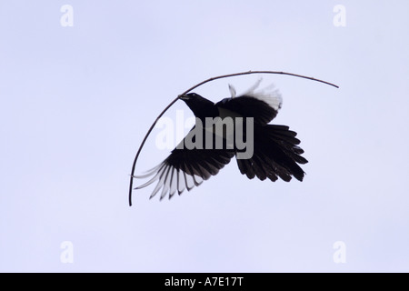 Schwarz-billed Elster (Pica Pica), mit Verschachtelung Material in der Stückliste, Deutschland, Baden-Württemberg Stockfoto