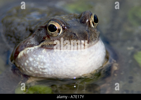 Grasfrosch, Grasfrosch (Rana Temporaria), quaken, Deutschland, Baden-Württemberg Stockfoto