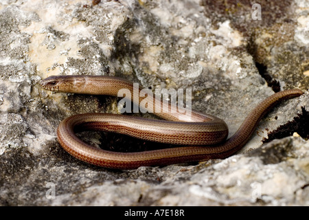 Europäische Blindschleiche (Blindworm), Blindschleiche (geschiedenen Fragilis), auf einem Stein, Deutschland, Baden-Württemberg Stockfoto