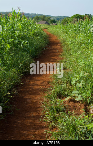 Feldweg durchschneiden gedeihend ein Maisfeld, Tal von Vinales, Kuba. Stockfoto