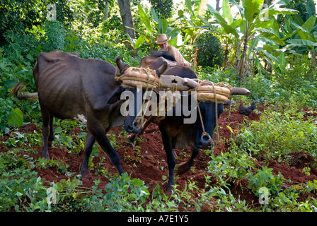 Kubanische Bauer sein Feld mit zwei Rinder Vinales Kuba Pflügen