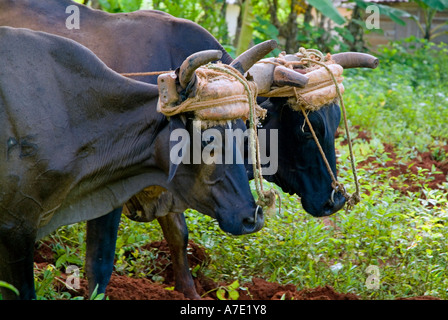 Zwei Bullen / Ochsen pflügen in einem Feld, Vinales, Pinar Del Rio Provinz, Kuba. Stockfoto