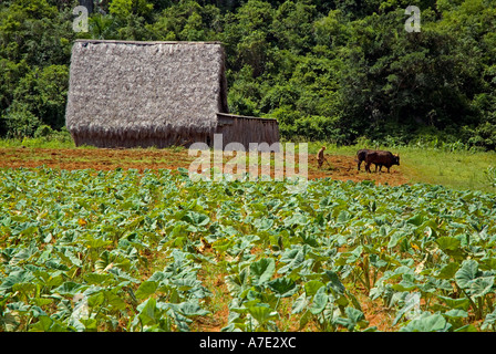 Mann ein Tabakfeld mit einem Tabak Trocknung Hütte in der Ferne, Tal von Vinales, Kuba zu pflügen. Stockfoto